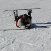 Ski