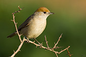 imagenpajaro mini
